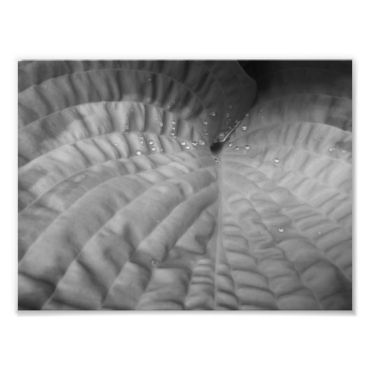 Leaf Abstract & Waterdruppels-B&W Foto Afdruk (Voorkant)