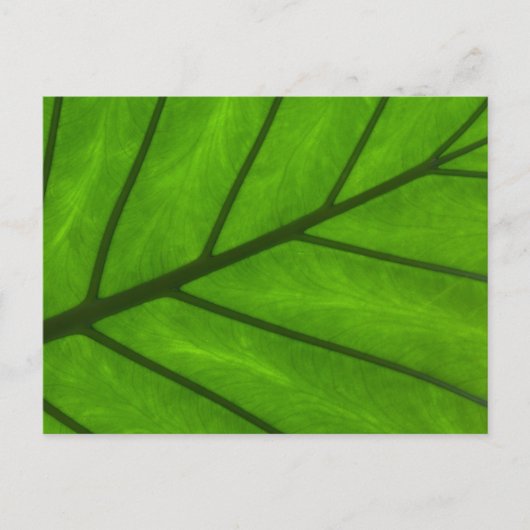 Leaf Closeup Briefkaart (Voorkant)