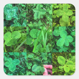 Leaf Colvers - Vierbladluizen Vierkante Sticker