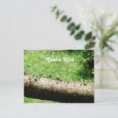 Leaf Cutter Ants in Costa Rica Briefkaart (Staand voorkant)