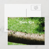Leaf Cutter Ants in Costa Rica Briefkaart (Voorkant / Achterkant)
