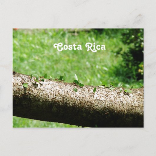 Leaf Cutter Ants in Costa Rica Briefkaart (Voorkant)