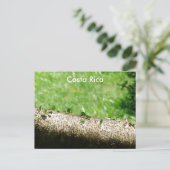 Leaf Cutter Ants in Costa Rica Briefkaart (Staand voorkant)