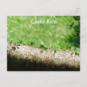 Leaf Cutter Ants in Costa Rica Briefkaart