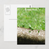 Leaf Cutter Ants in Costa Rica Briefkaart (Voorkant / Achterkant)