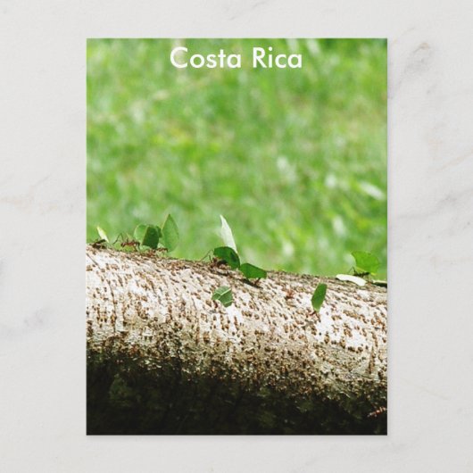 Leaf Cutter Ants in Costa Rica Briefkaart (Voorkant)