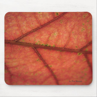 Leaf Detail Muismat