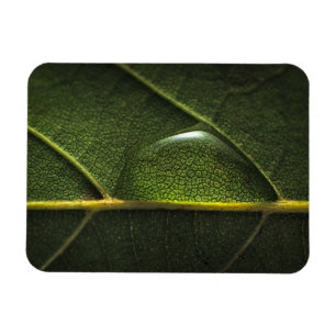 Leaf druplets magneet