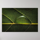 Leaf druplets poster (Voorkant)