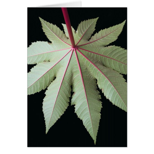 Leaf en Stem (Voorkant)