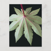 Leaf en Stem Briefkaart (Voorkant)