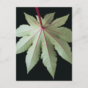 Leaf en Stem Briefkaart