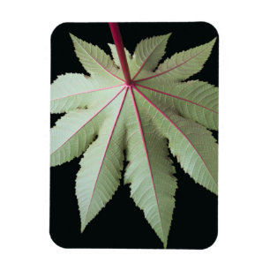 Leaf en Stem Magneet