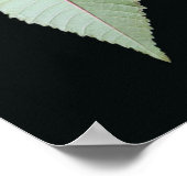Leaf en Stem Poster (Hoek)