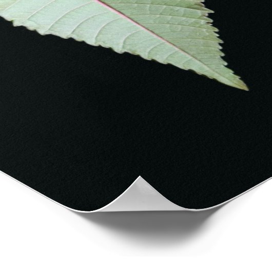 Leaf en Stem Poster (Hoek)