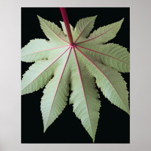 Leaf en Stem Poster
