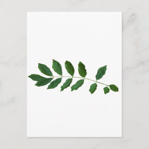 Leaf Fern Natuur Party Pack Briefkaart
