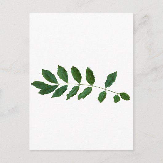 Leaf Fern Natuur Party Pack Briefkaart (Voorkant)