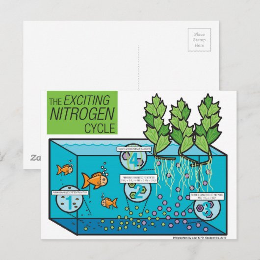 Leaf & Fin: Stikstofcyclus Infografisch Briefkaart (Voorkant / Achterkant)