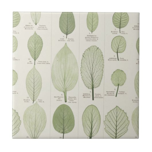 Leaf-illustraties Tegeltje (Voorkant)