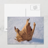 Leaf in de sneeuw, als de herfst de winter ontmoet briefkaart (Voorkant / Achterkant)
