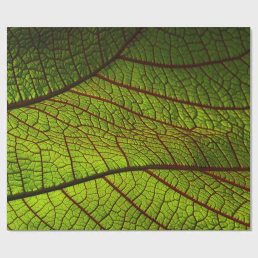 Leaf macro veins leaf veins green cadeaupapier (Vlak)
