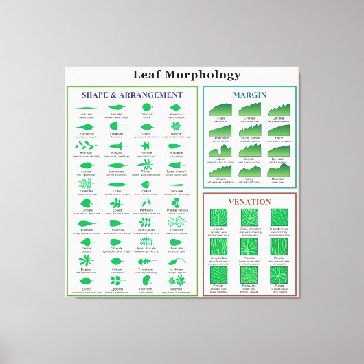 Leaf Morphology Chart Canvas Afdruk (Voorkant)
