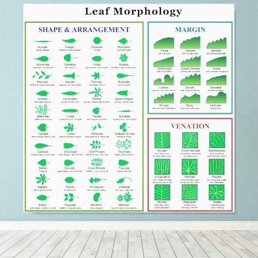 Leaf Morphology Chart Canvas Afdruk (Insitu (Houten vloer))