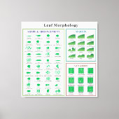 Leaf Morphology Chart Canvas Afdruk (Voorkant)