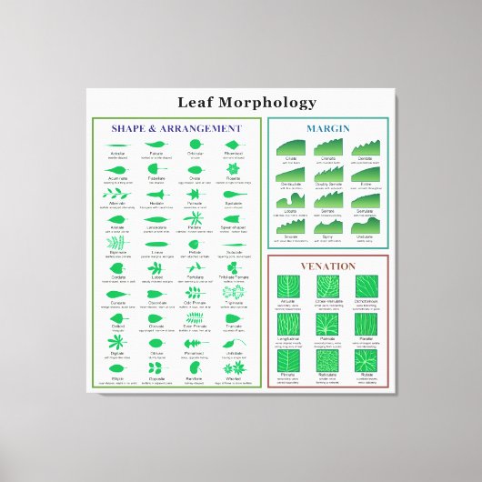 Leaf Morphology Chart Canvas Afdruk (Voorkant)