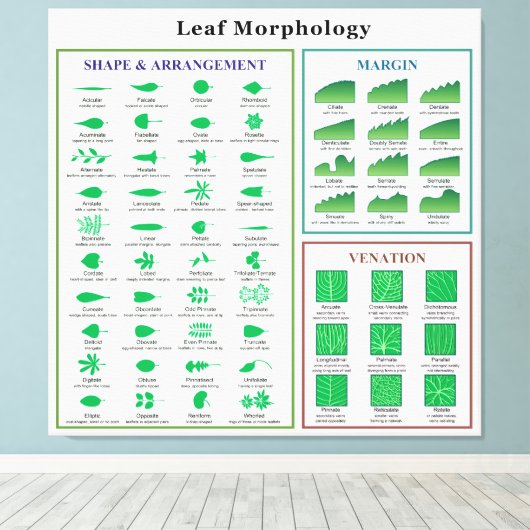 Leaf Morphology Chart Canvas Afdruk (Insitu (Houten vloer))