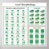 Leaf Morphology Chart Poster (Voorkant)