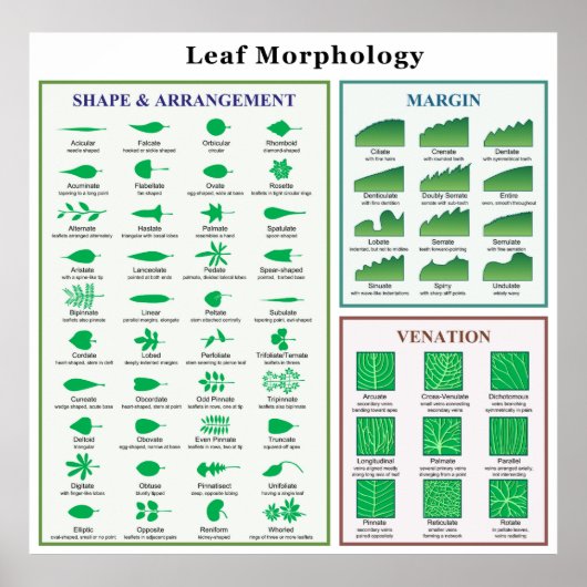 Leaf Morphology Chart Poster (Voorkant)
