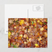 'Leaf Pile'-fotobriefkaart Briefkaart (Voorkant / Achterkant)