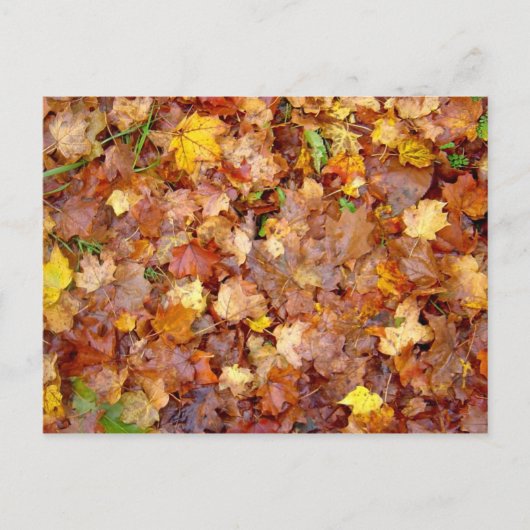 'Leaf Pile'-fotobriefkaart Briefkaart (Voorkant)