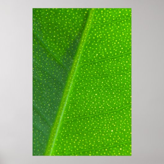 Leaf Poster (Voorkant)