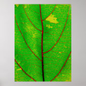 Leaf Poster (Voorkant)