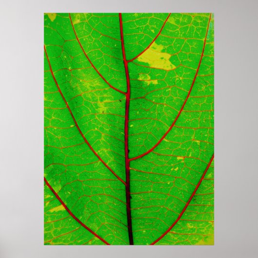 Leaf Poster (Voorkant)