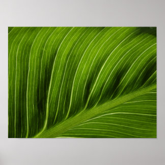 Leaf Poster