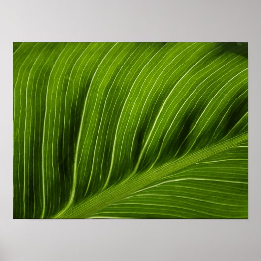 Leaf Poster (Voorkant)