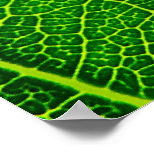 Leaf Poster (Hoek)