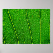 Leaf Poster (Voorkant)