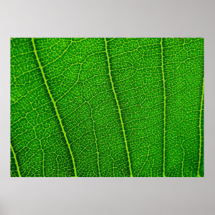 Leaf Poster