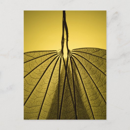 Leaf Skeleton Briefkaart (Voorkant)