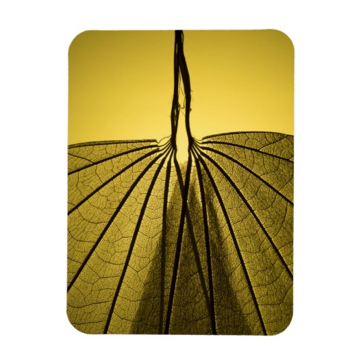 Leaf Skeleton Magneet (Verticaal)