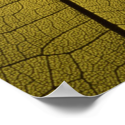 Leaf Skeleton Poster (Hoek)