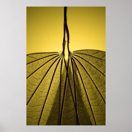 Leaf Skeleton Poster (Voorkant)