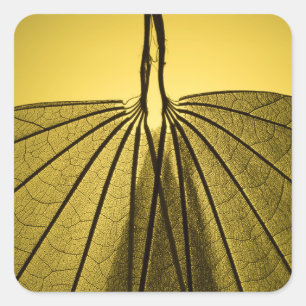 Leaf Skeleton Vierkante Sticker