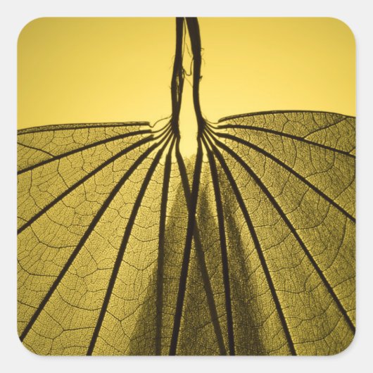 Leaf Skeleton Vierkante Sticker (Voorkant)