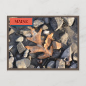 Leaf Stones Shells Seapoint Beach Maine Natuur Briefkaart (Voorkant)